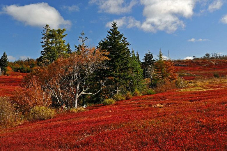 Maine Fall Foliage Guide