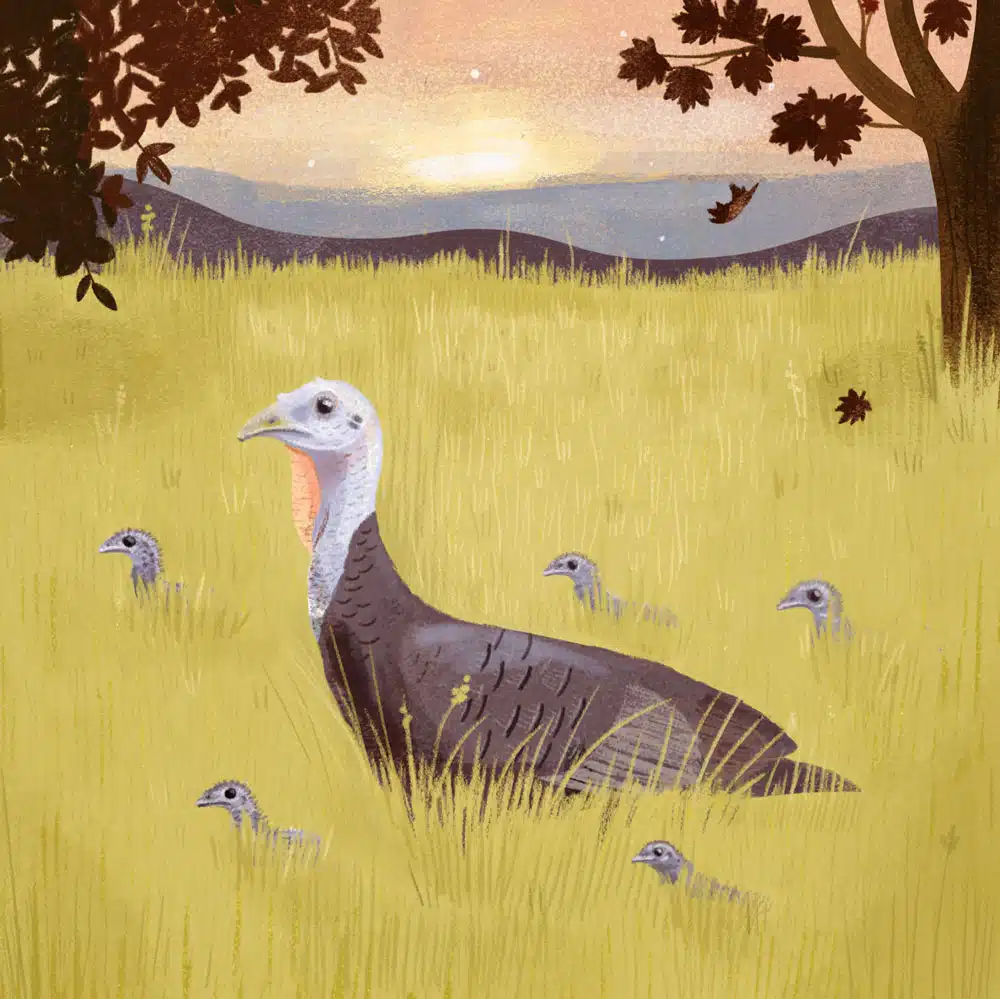 Turkey Trot | Mary's Farm