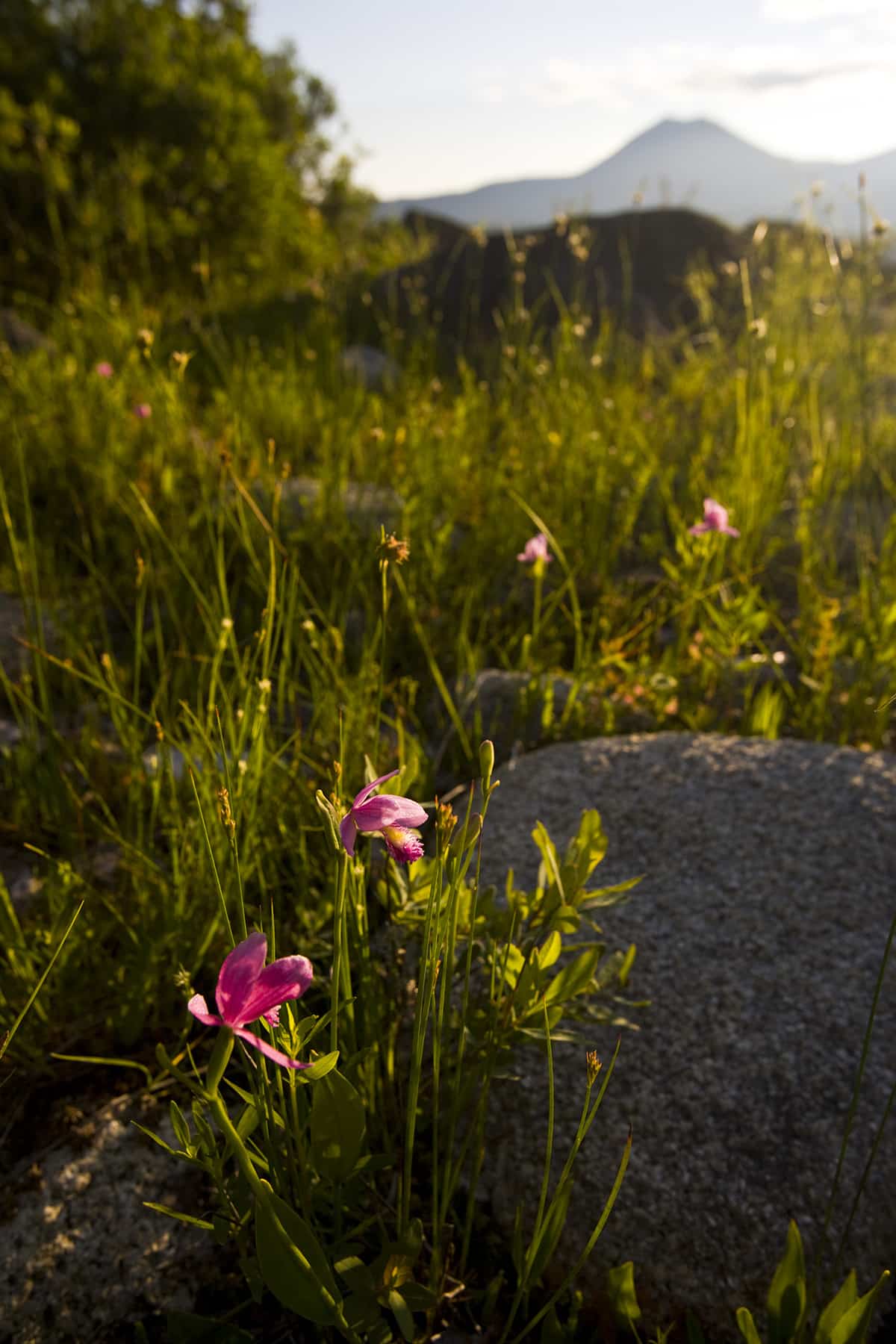 Arethusa Orchids, Arethusa bulbosa, near the outlet of Katahdin Lake near Maine's Baxter State Park. Mount Katahdin is in the distance.