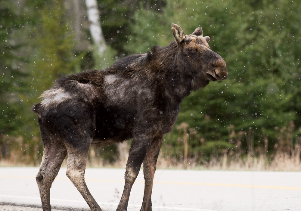 Bull moose spotted in Dummer, New Hampshire
