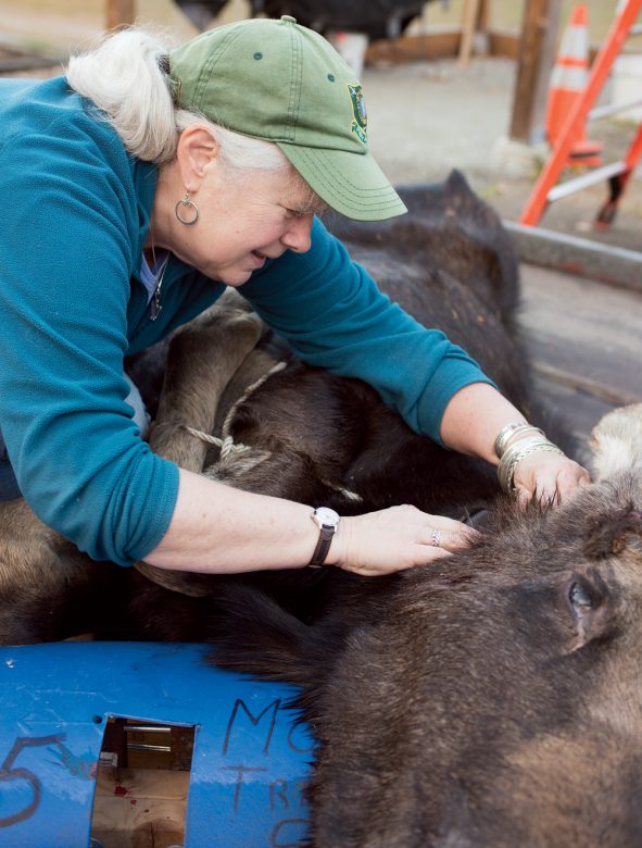 New Hampshire moose biologist Kristine Rines