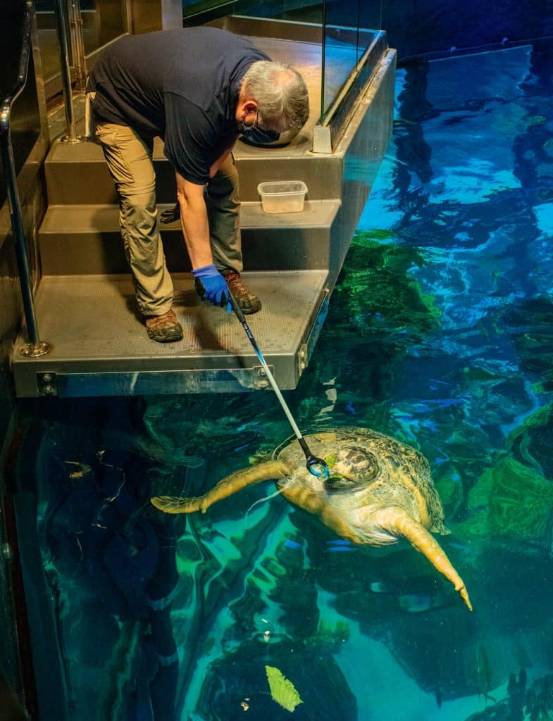 Myrtle the Turtle at the New England Aquarium Queen of the Deep New