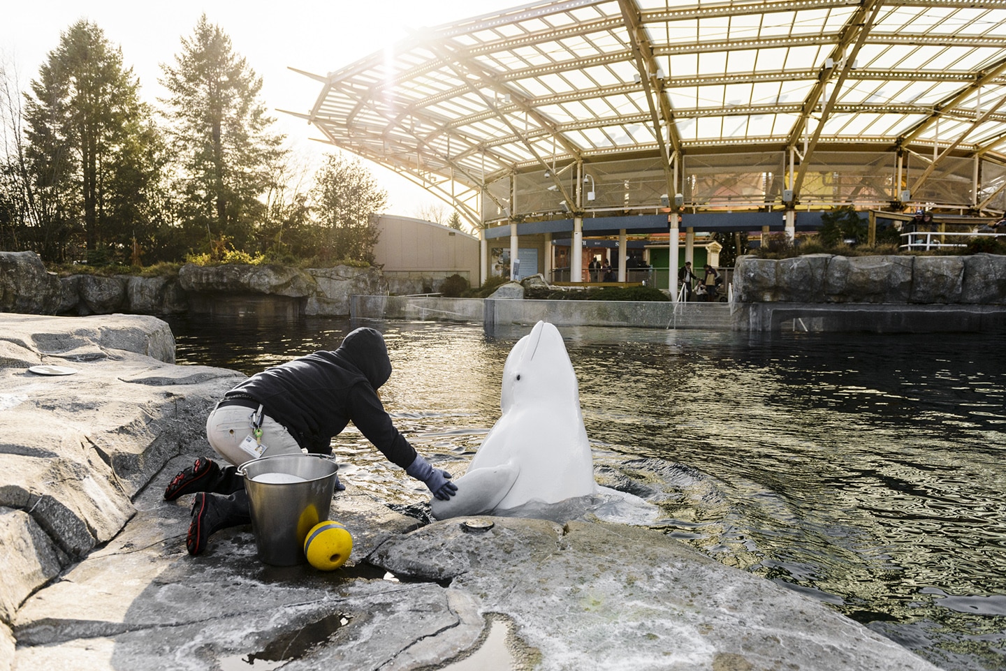 A trainer works with a beluga whale at Mystic Seaport.