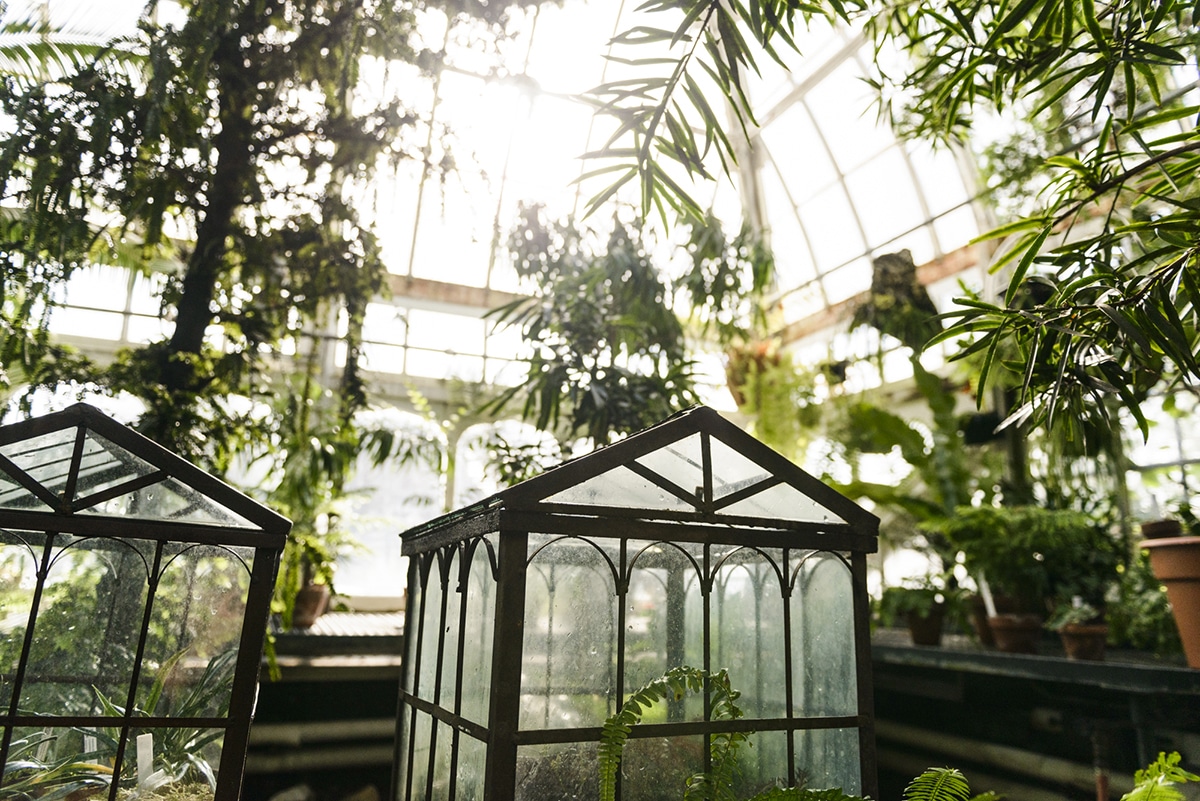 Vintage glass "greenhouses" known as Wardian Cases were used in the 19th century to safely transport foreign plants collected on expeditions for further study. The cases in the Fern House today showcase some of the more unusual ferns in the college's collection. 