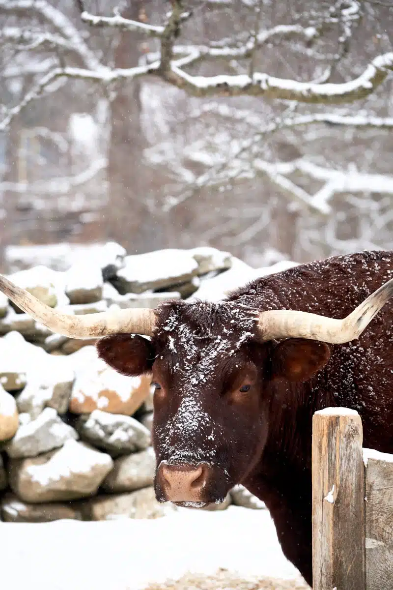 Christmas by Candlelight at Old Sturbridge Village