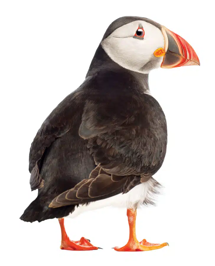 Maine Puffins Maine Puffins