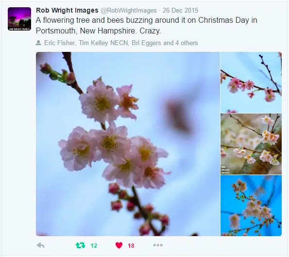 Photographer Rob Wright found flowers blooming in Portsmouth, NH in late December