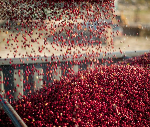 An Autumn Salute to Massachusetts Cranberries New England Today