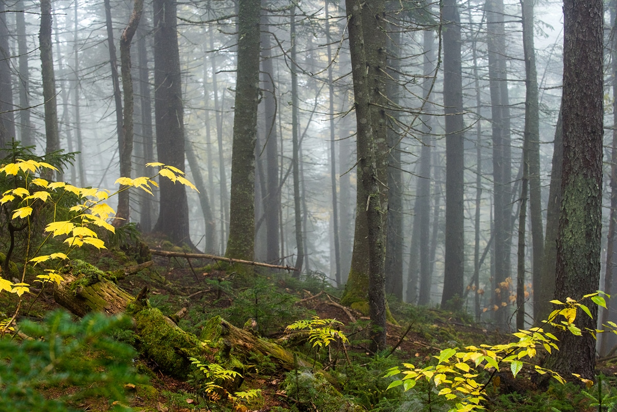 Foggy woods, Mount Abraham, Maine. 