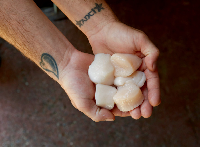 The part of the scallop that we eat is the adductor muscle, which is much larger than in most other bivalves because scallops are swimmers: They move by rapidly opening and closing their shells.