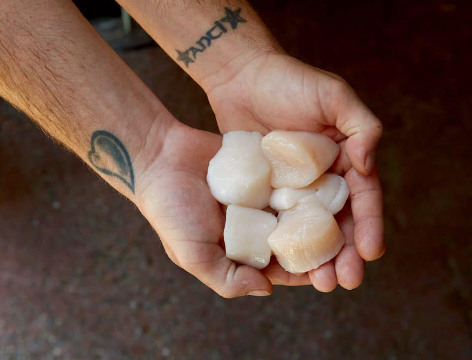 Scallops Guide Difference Between Sea Scallops And Bay