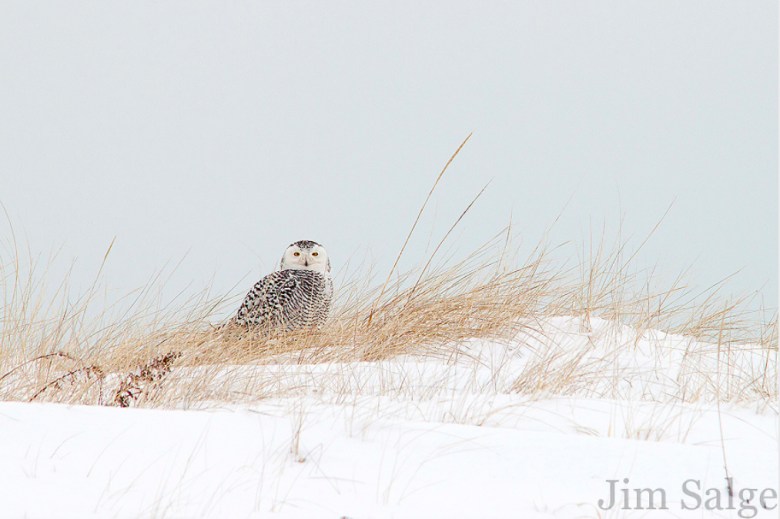 Snowy Owl in Massachusetts