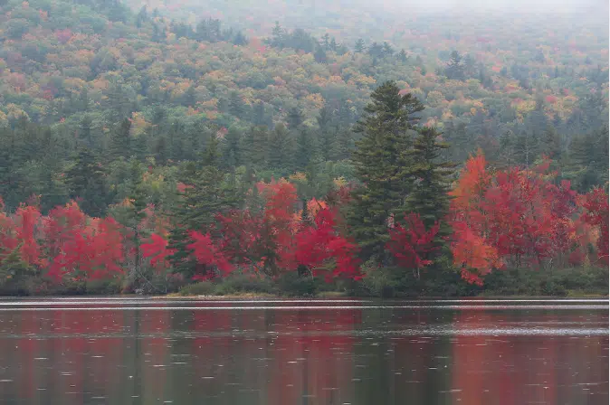 Swamp Maples