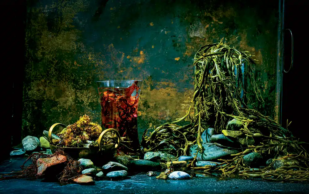Seaweed_1.jpg.webp