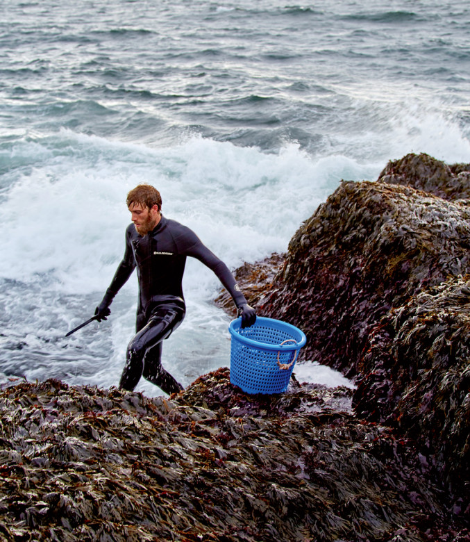 Micah Woodcock, harvesting kelp along the Maine coast. He was introduced to the profession by Larch Hanson, aka “the Seaweed Man,” one of a handful of back-to-the-landers who began working with seaweed in the early ’70s. 