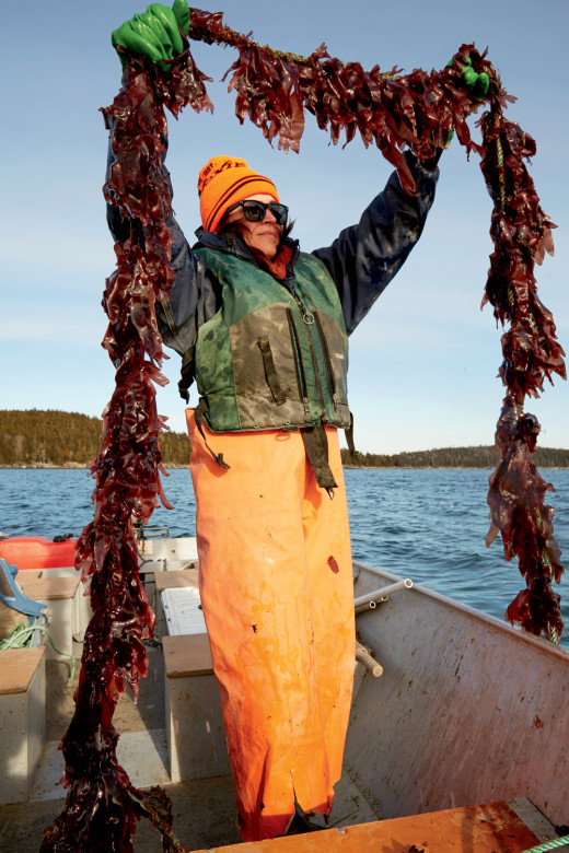 Sarah Redmond checks a line of dulse at her seaweed farm in Frenchman Bay. After working in seaweed aquaculture for the University of Maine, she’s now a full-time seaweed farmer.