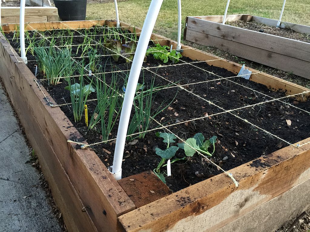 Square-foot-garden-how-to