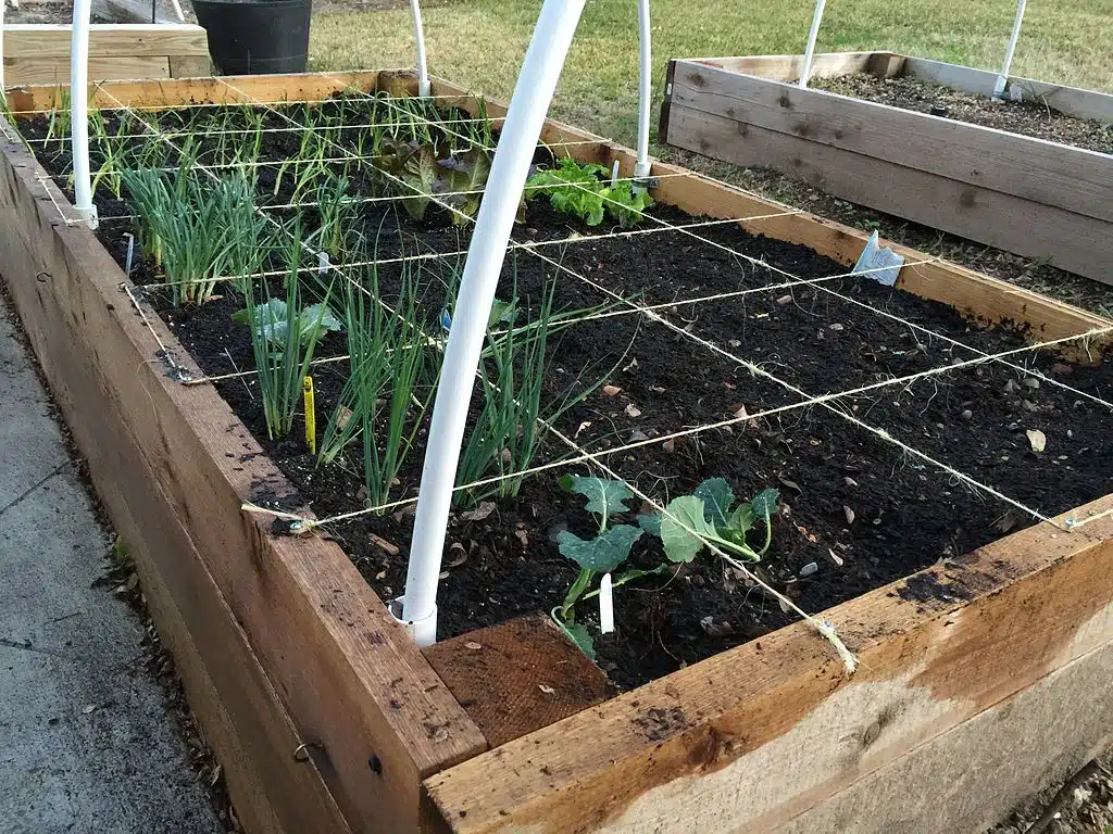 Square-Foot Gardening