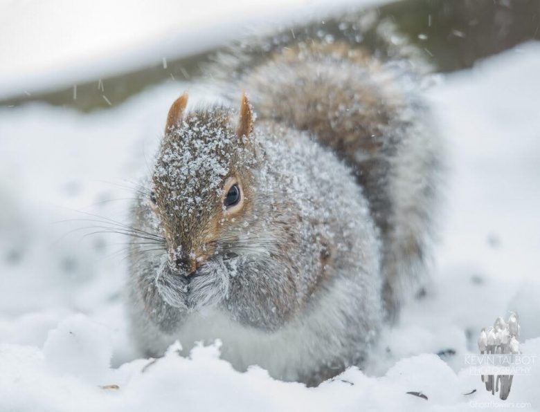 Squirrel in Winter