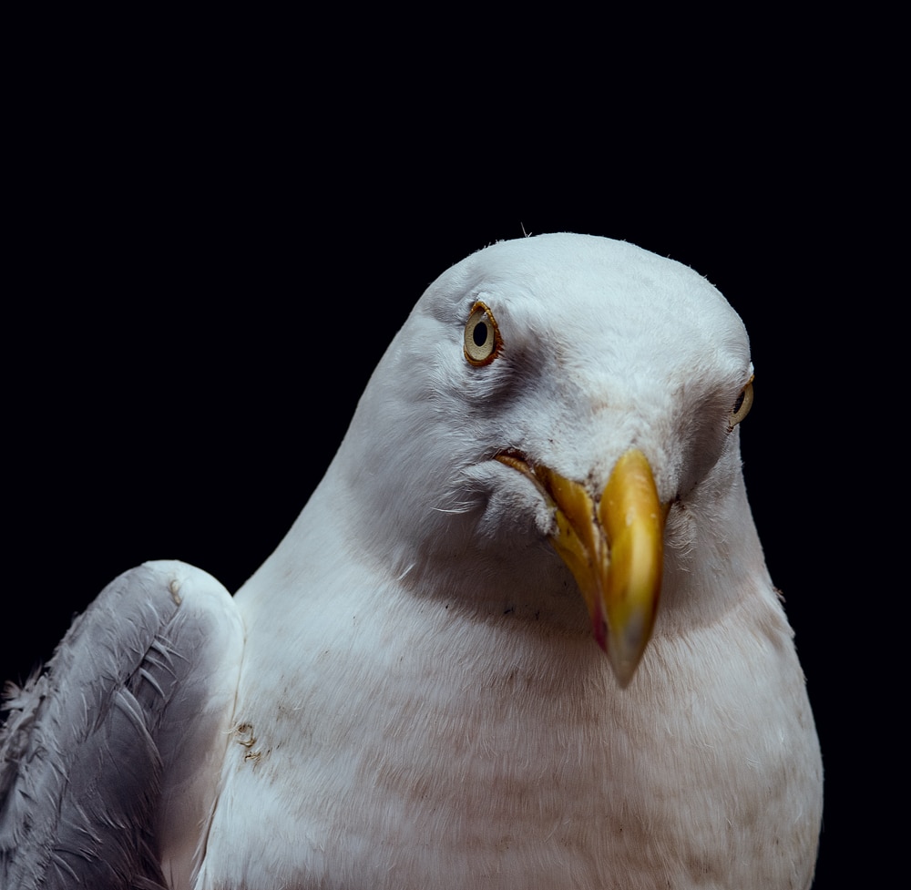 TOC_Seagull