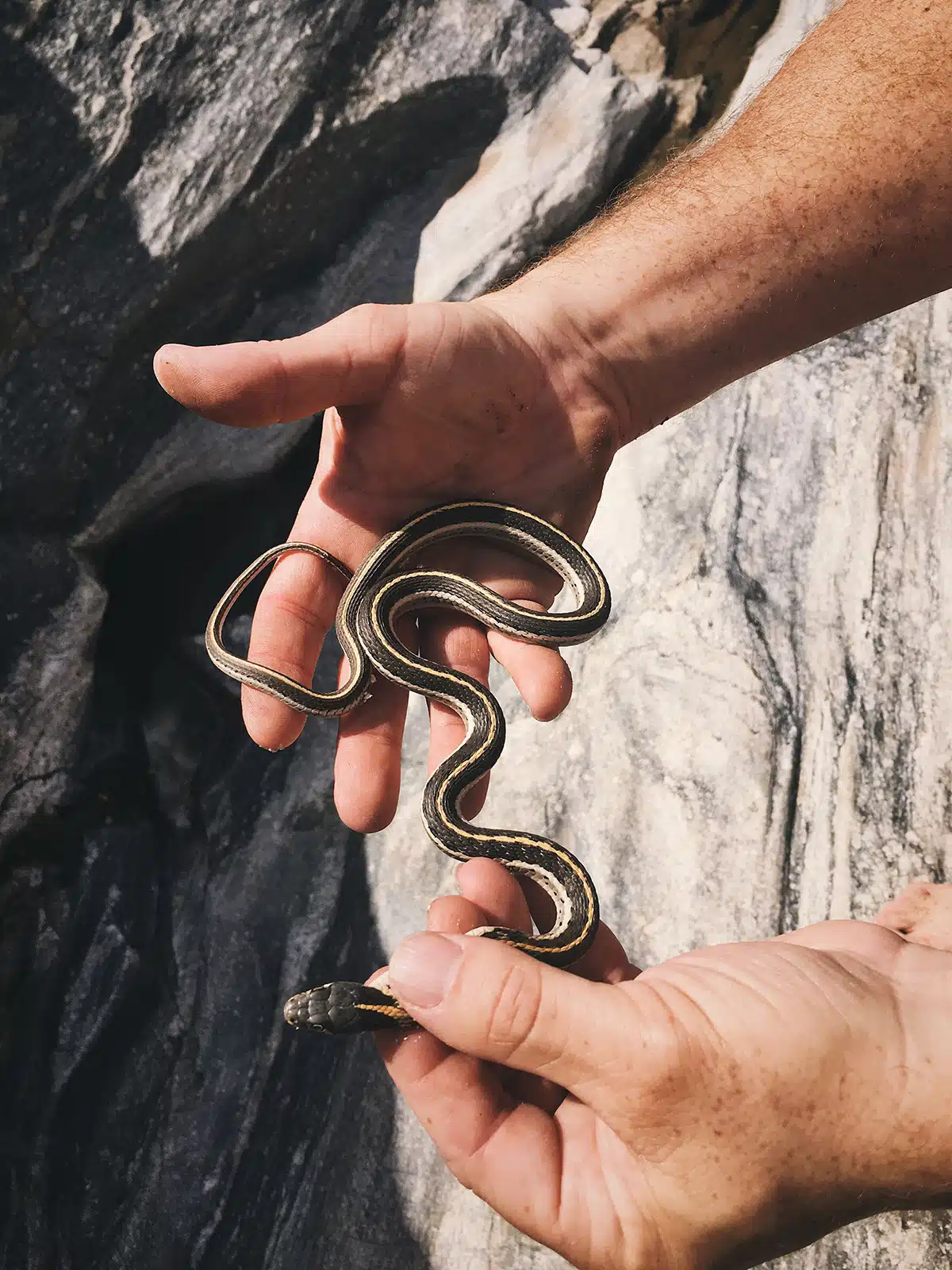 These Hands Garter Snake.