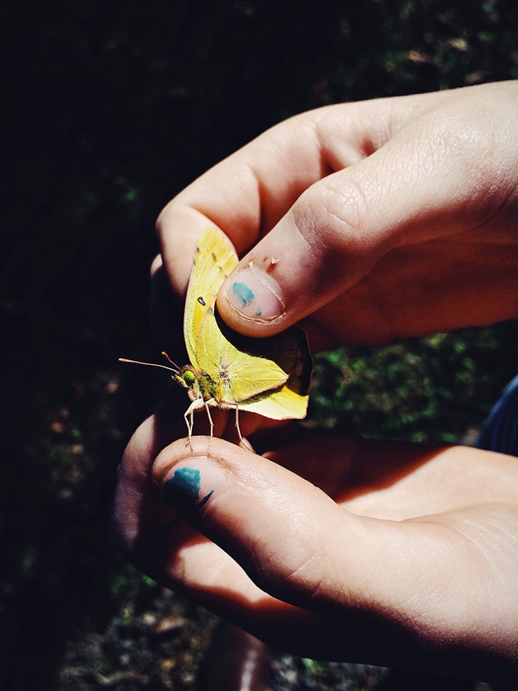 These Hands Sulphur Butterfly.