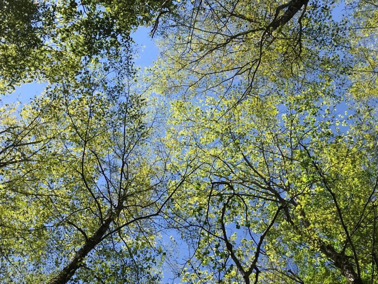 Thin Canopy Caterpillars