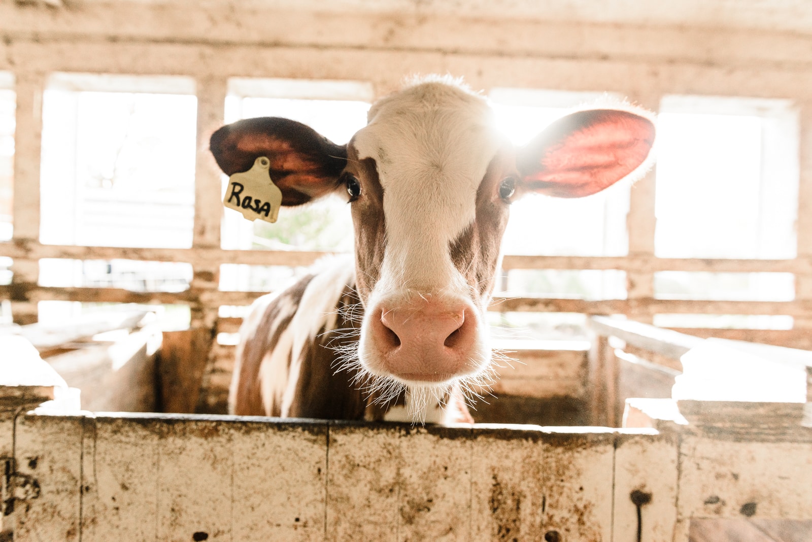 Rosa, the inquisitive calf, at Howvale Farm in Tunbridge, VT.