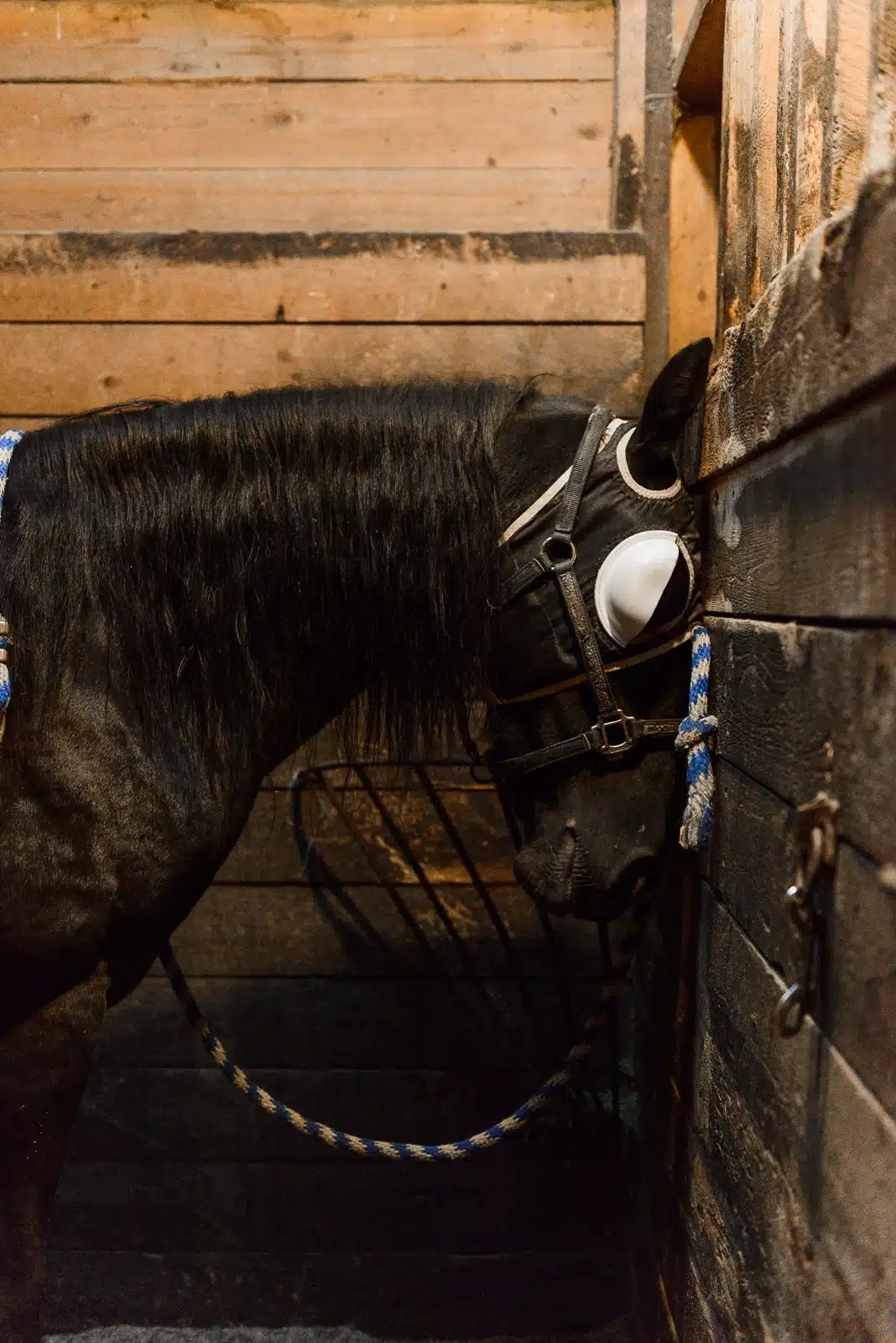 A horse recovers from anesthesia after minor surgery to repair a torn eyelid at Water Tower Farm in Marshfield, VT.