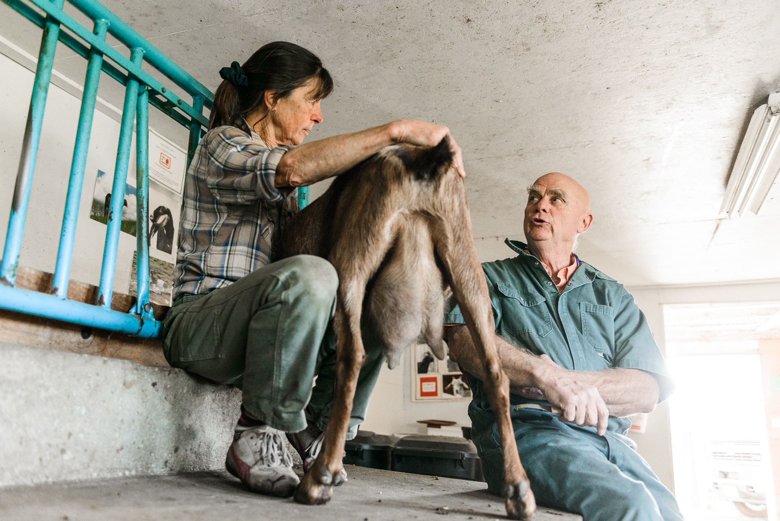 DVM Stuwe talks politics with a long-time client in-between trimming the hooves of a female goat.