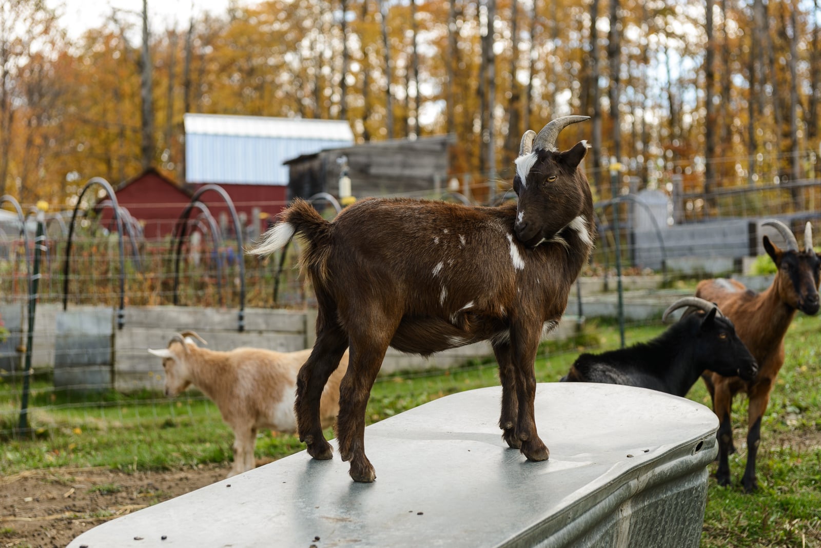 Some kids are excited to show off whenever a visitor enters their pen.