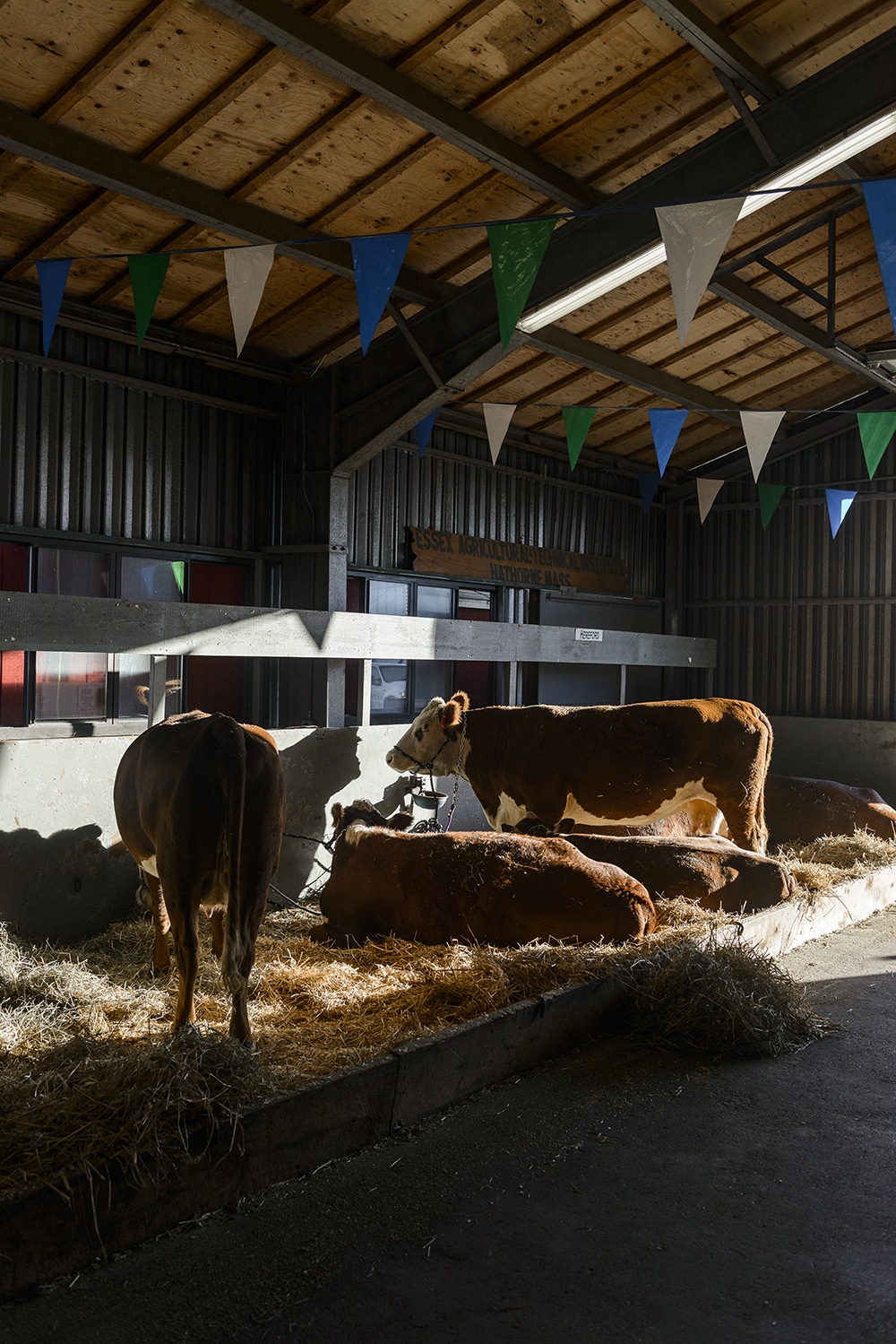 Cows rest in the cow barn in early morning light.