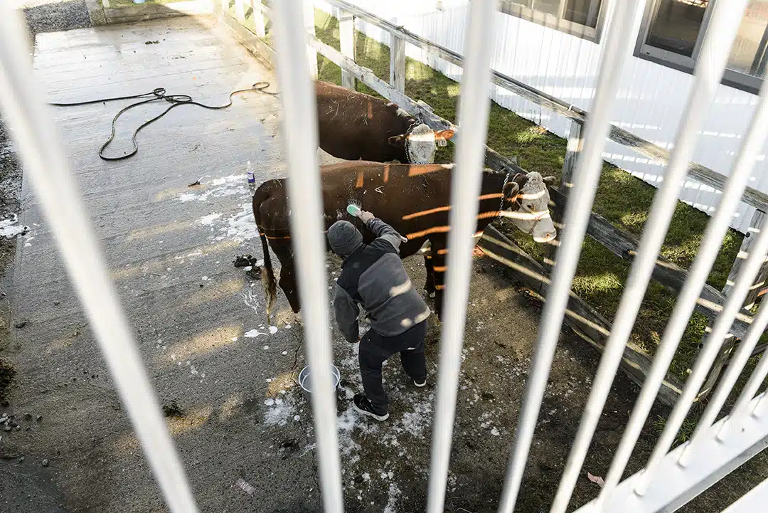 A pair of prize cows get a bath before a long day at the fair.