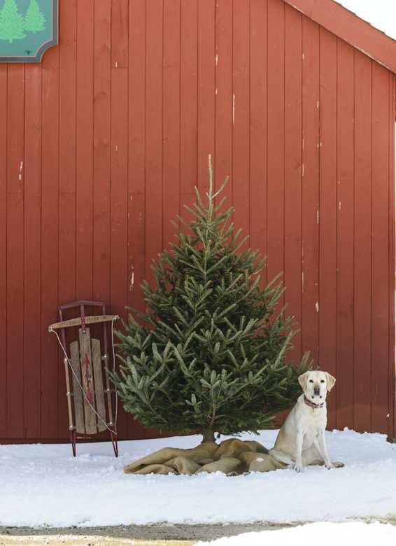 Red Barn with Tree and Dog