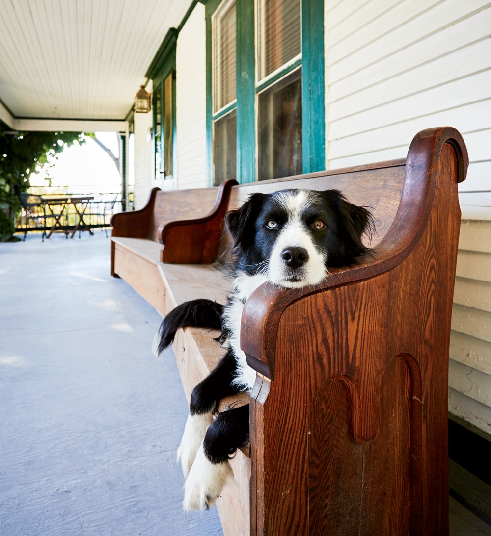 dog friendly hotels christmas 2018