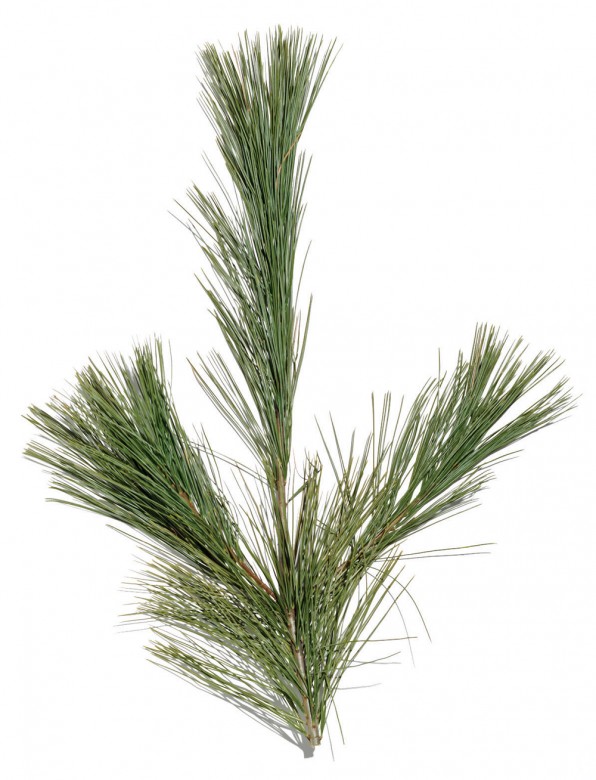 Christmas Tree Guide | Types, Tips & Trivia - Yankee Magazine