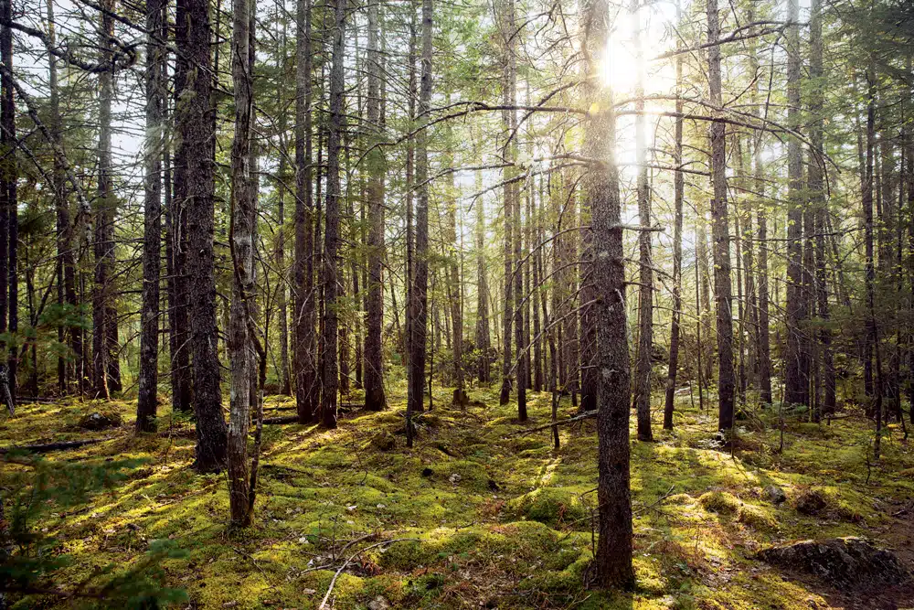 Though its vistas may be less dramatic than those of national parks out west, Katahdin Woods and Waters is impressive for being an uninterrupted stretch of wilderness in the heavily land-fractured eastern U.S.