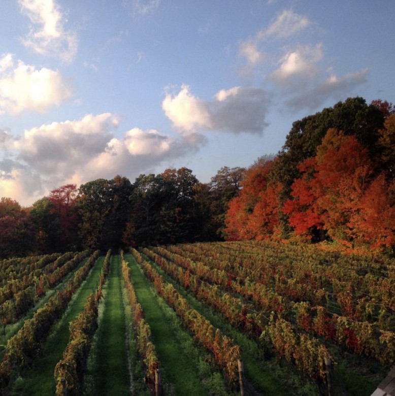 Chamard Vineyards | Great Wineries in CT