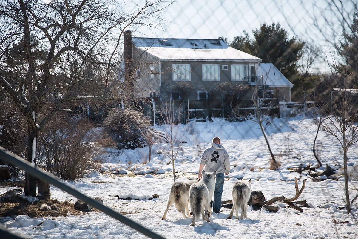 Wolf Hollow Gray Wolf Sanctuary in Ipswich, Massachusetts