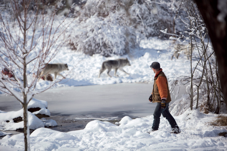 wolf hollow sanctuary