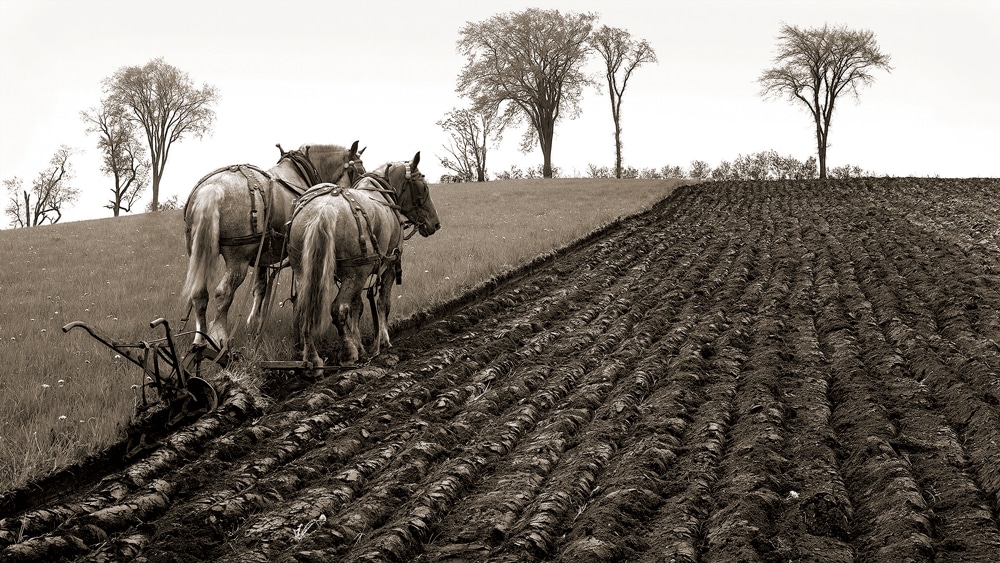 Spring Plowing, Danville, 1974. Everden Randall’s farm in North Danville became a favorite stopping place for Brown. “He had tractors, but if he could use his team he would. His straight lines—they were a work of art. It was as though he had his horses on remote control.”
