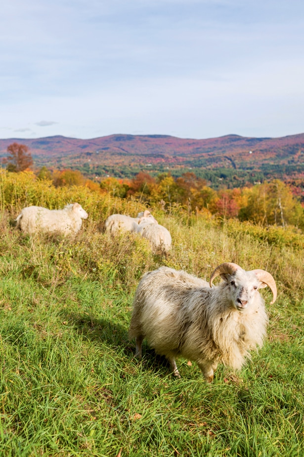 Icelandic sheep at Knoll Farm in Fayston.