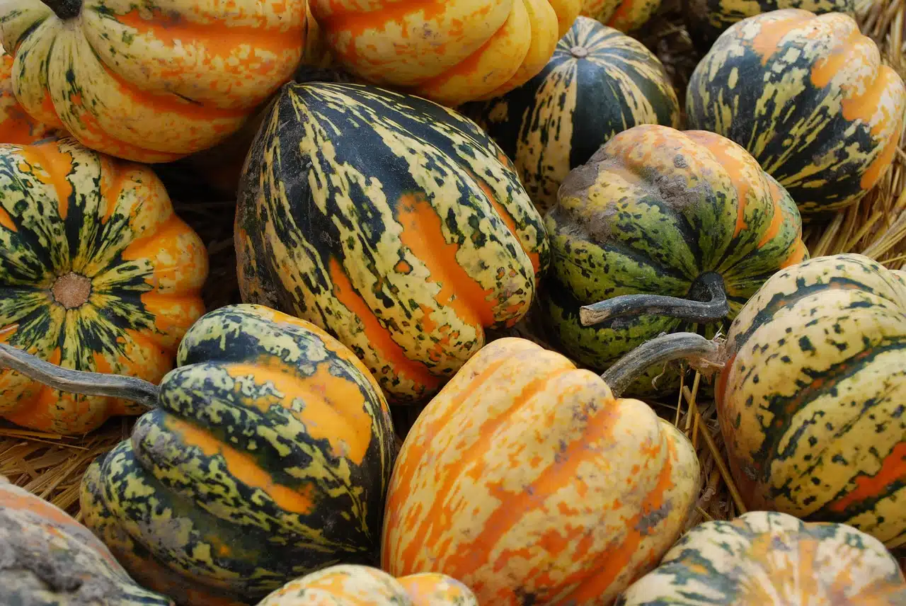 5 Winter Squash Winners | How to Identify, Prepare, Store, and Serve Winter Squash!