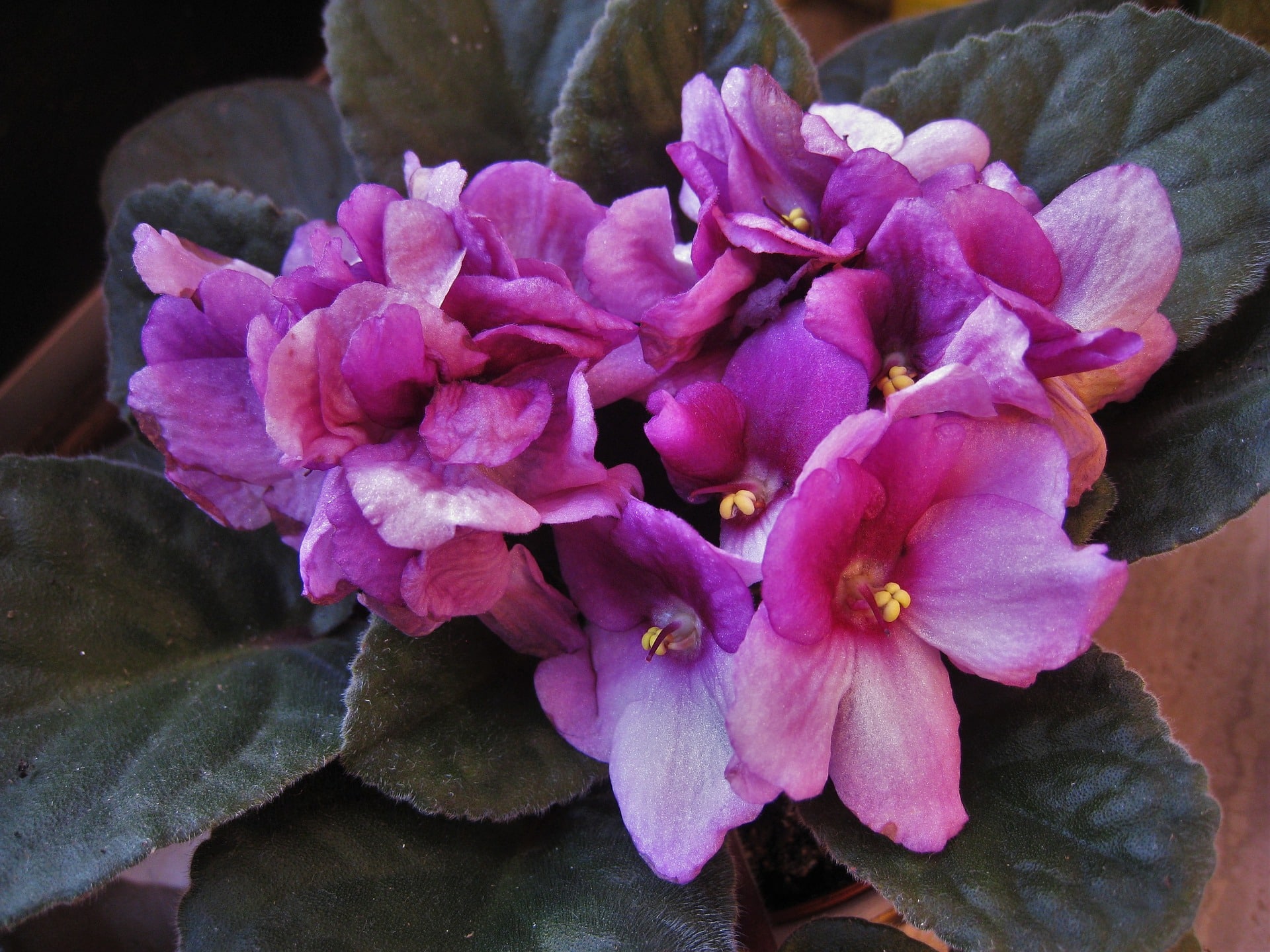 african violet care