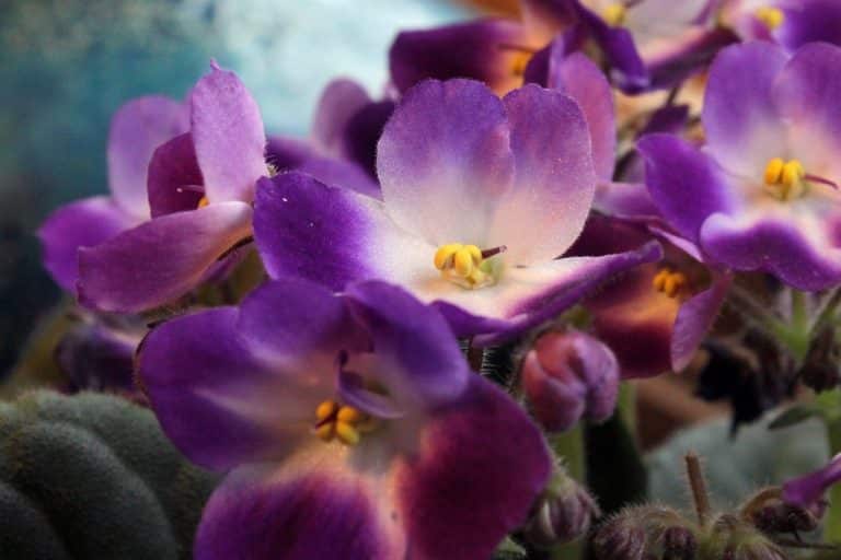 African Violets Care and Feeding How to Grow Healthy African Violets