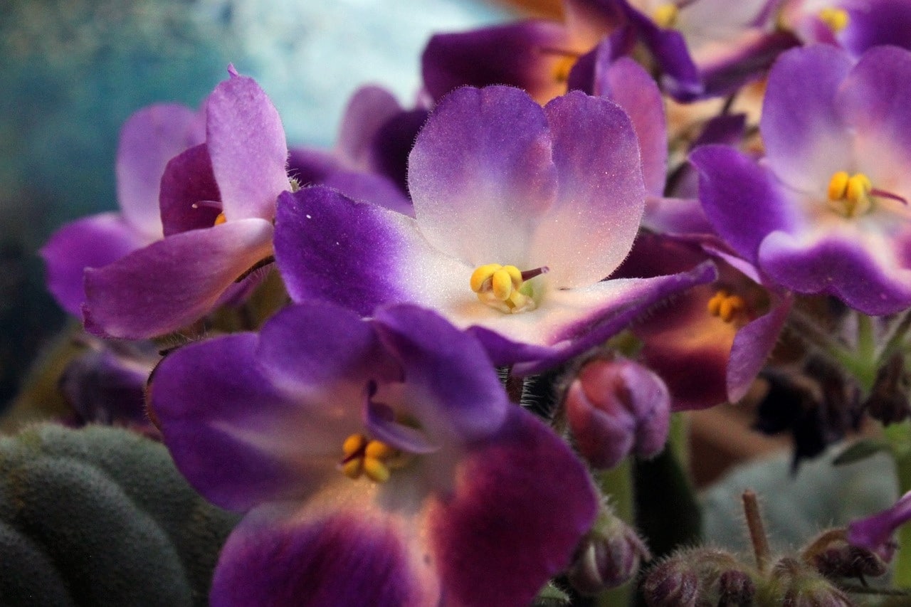 african violets