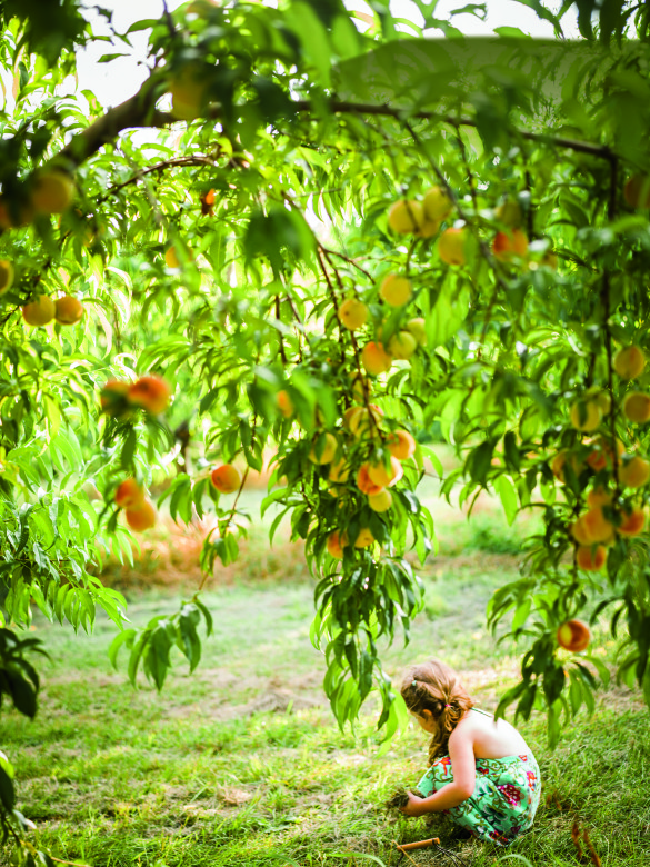 Best Orchard | Alyson’s Orchard, Walpole
