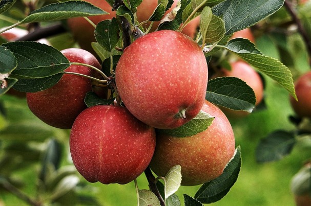 Best Apple Picking | Boston-Area Orchards - New England Today