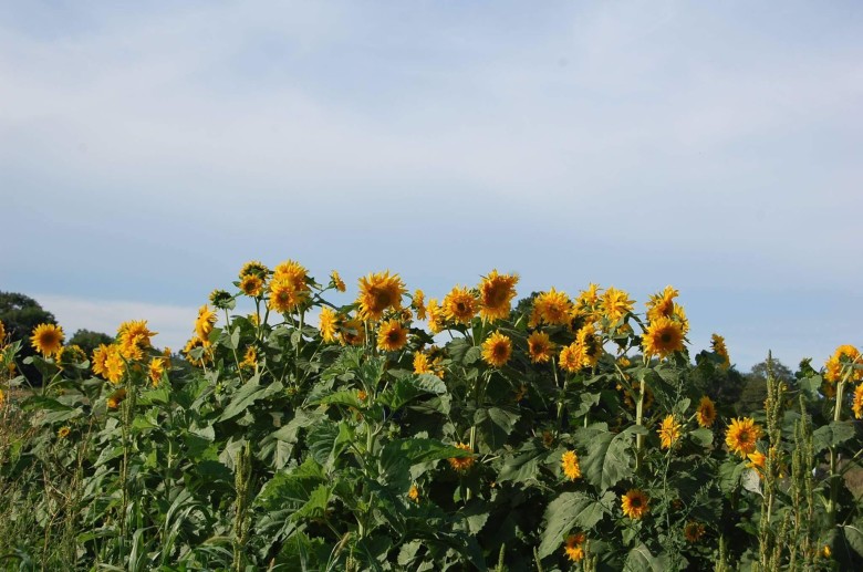 Spidsommeren er solsikke-sæson! Se disse smukke eksemplarer, der vokser på Appleton Farms.