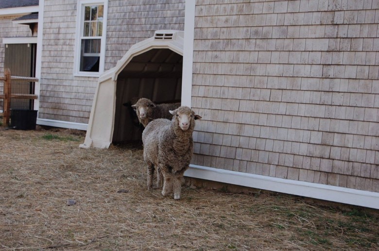 Ci sono anche delle pecore che vivono a Appleton Farms.